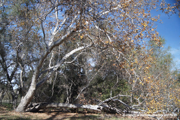 Caspers Regional Park