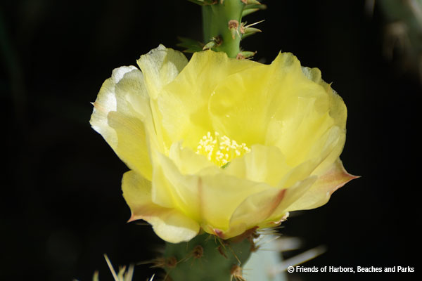 Cactus Bloom