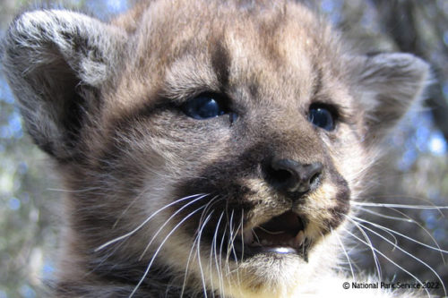 A cougar kitten, photograph by the National Park Service.