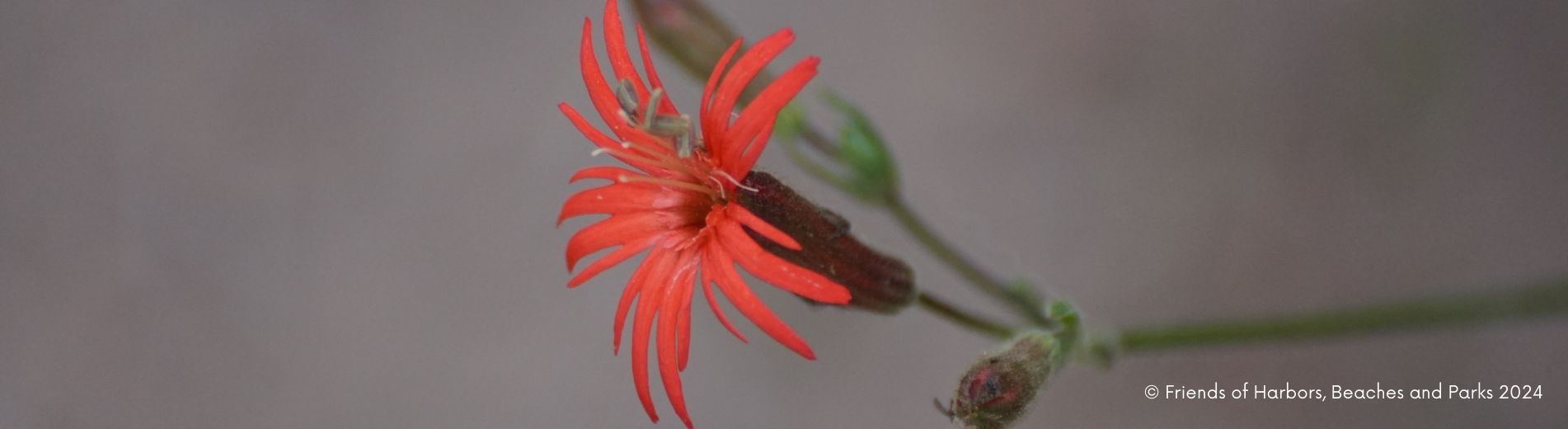 Fringed Indian Pink- bright red flower with fringed petals, close up single flower