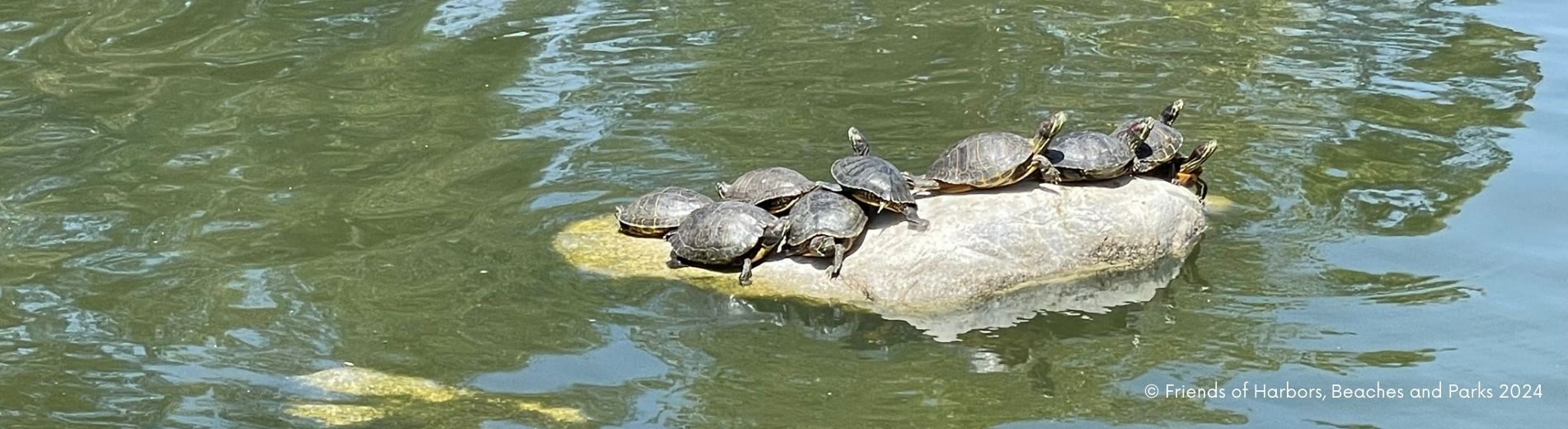 A bunch of turtles having a party on a rock in the middle of a pond