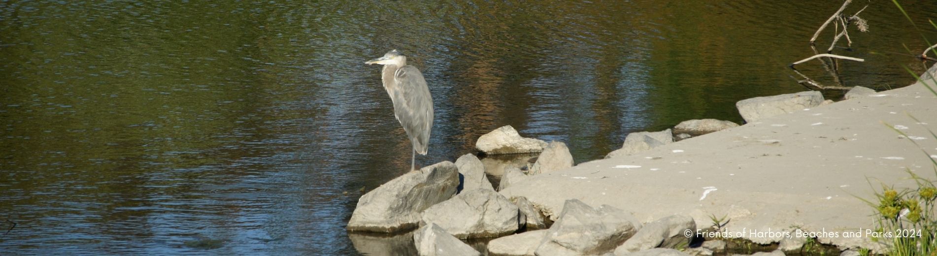 Great Blue Heron at a pond standing on grey rocks in a park setting.