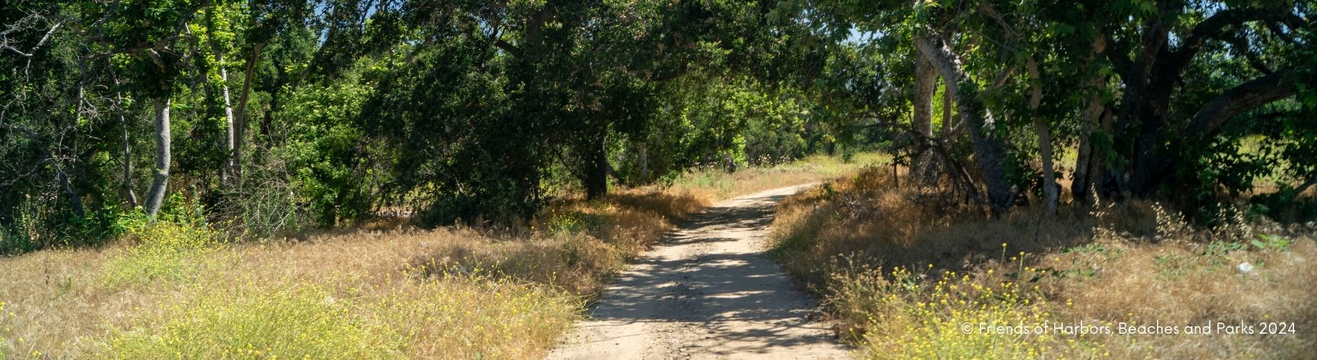 Dirt trail surrounded with green and brown vegetation with a tree tunnel in the background