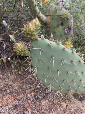Nascent cactus bloom with spines and glochids. 