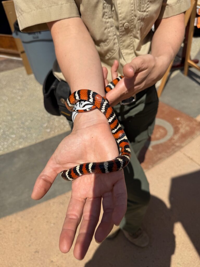 King Snake having a Happy Earth Day at Muth Center