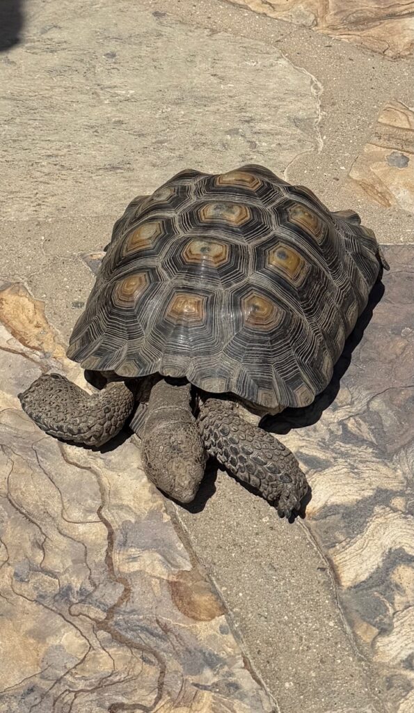 A happy turtle having  a Happy Earth Day at Muth Center